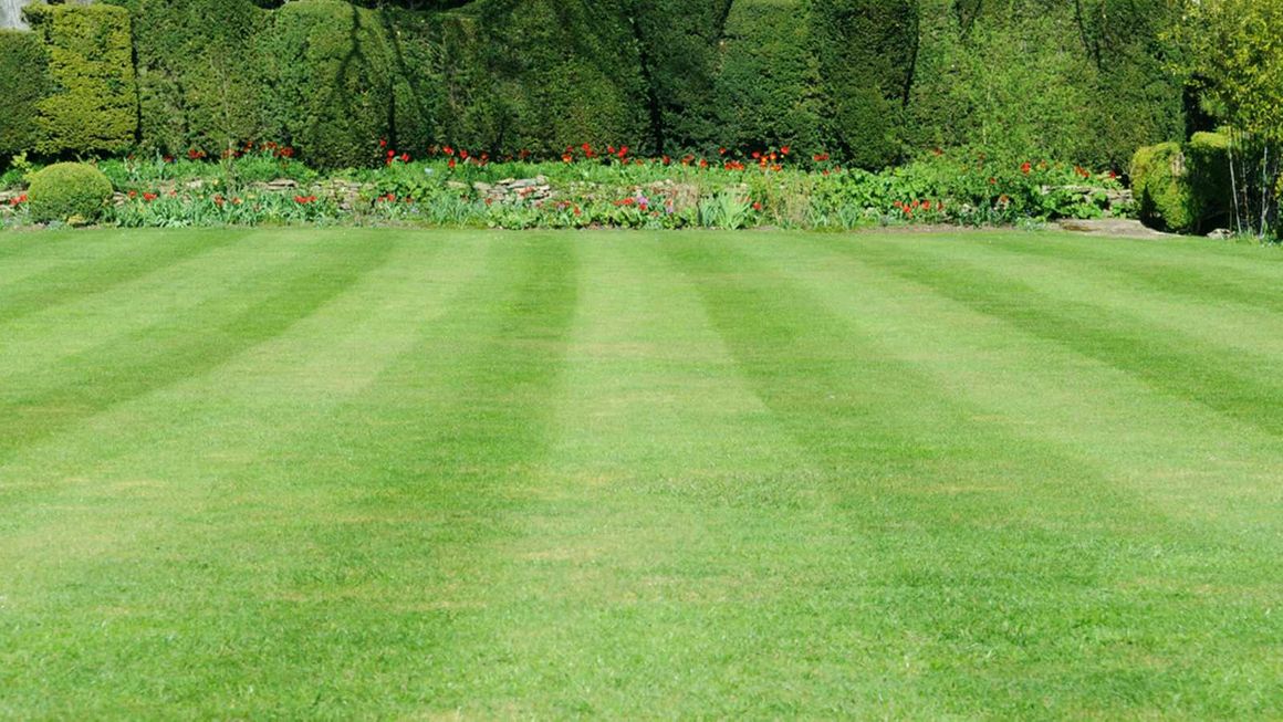 A freshly cut lawn