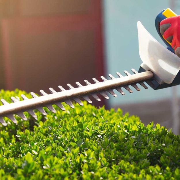 A hedge being worked on by our professionals